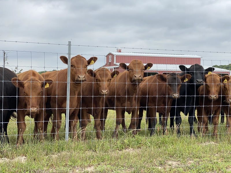 The Best Fence for Cattle