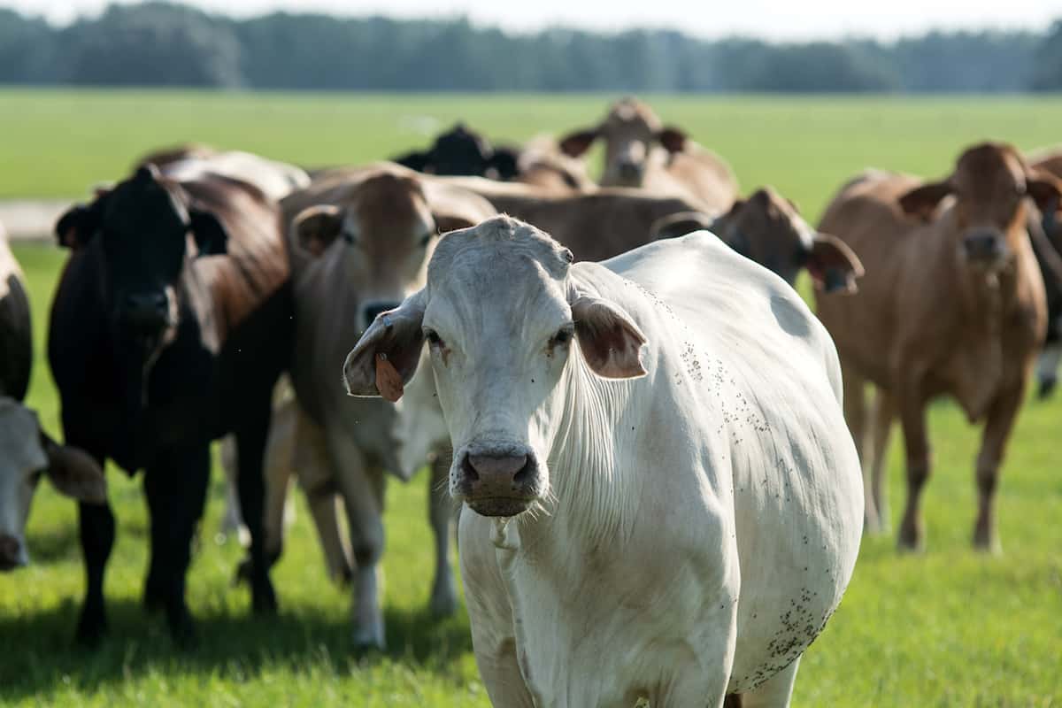 The Best Cattle Fence - Brahman