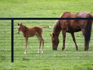Best Fence for Horses