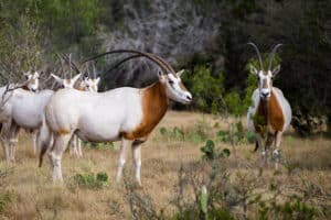 Oryx low fence exotics