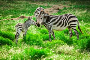Zebra low fence exotics