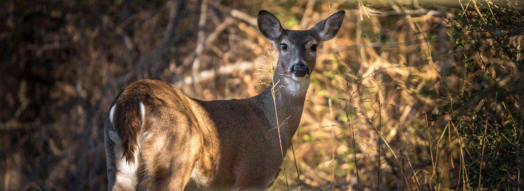 Whitetail Management on Your Property - Tejas Ranch & Game Fence