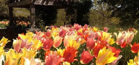 East-Texas-Arboretum