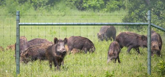 Pig-Broblem-Hog-Fence