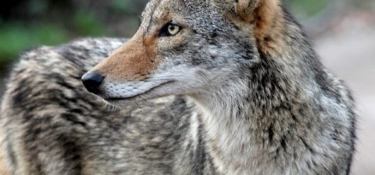 deer-fence-predator-control_coyote